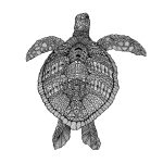 Turtle - Δeltakappadesign